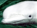 Beluga Whale