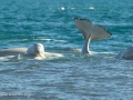 Beluga Whale