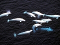 Beluga Whale