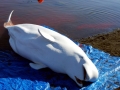 Beluga Whale