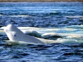Beluga Whale