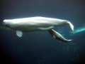 Beluga Whale