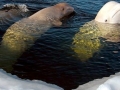 Beluga Whale