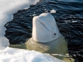 Beluga Whale