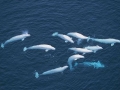 Beluga Whale