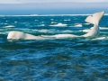 Beluga Whale