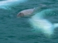 Beluga Whale