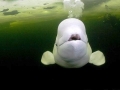 Beluga Whale