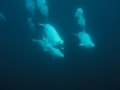 Beluga Whale