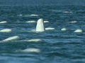 Beluga Whale