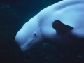 Beluga Whale