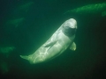 Beluga Whale