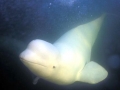 Beluga Whale