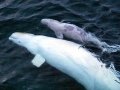 Beluga Whale