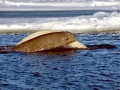 Beluga Whale