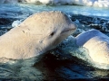 Beluga Whale