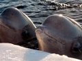 Beluga Whale