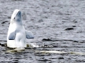 Beluga Whale