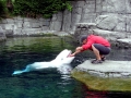 Beluga Whale