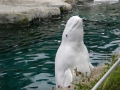 Beluga Whale