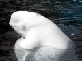 Beluga Whale