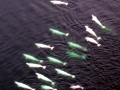 Beluga Whale