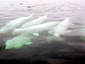 Beluga Whale