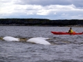Beluga Whale