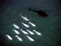 Beluga Whale