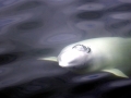 Beluga Whale