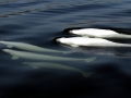 Beluga Whale