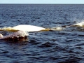Beluga Whale