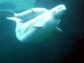 Beluga Whale