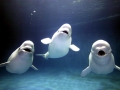 Beluga Whale