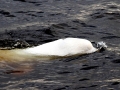 Beluga Whale