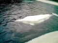 Beluga Whale