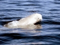 Beluga Whale