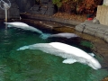 Beluga Whale