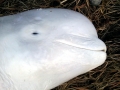 Beluga Whale