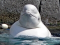 Beluga Whale