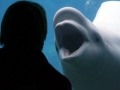 Beluga Whale