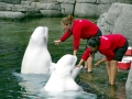Beluga Whale