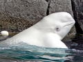 Beluga Whale