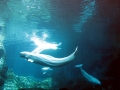 Beluga Whale