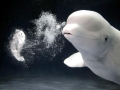 Beluga Whale