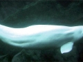 Beluga Whale