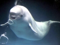 Beluga Whale