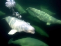 Beluga Whale
