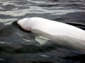 Beluga Whale