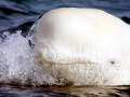 Beluga Whale